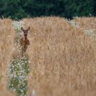 Reh im Feld 