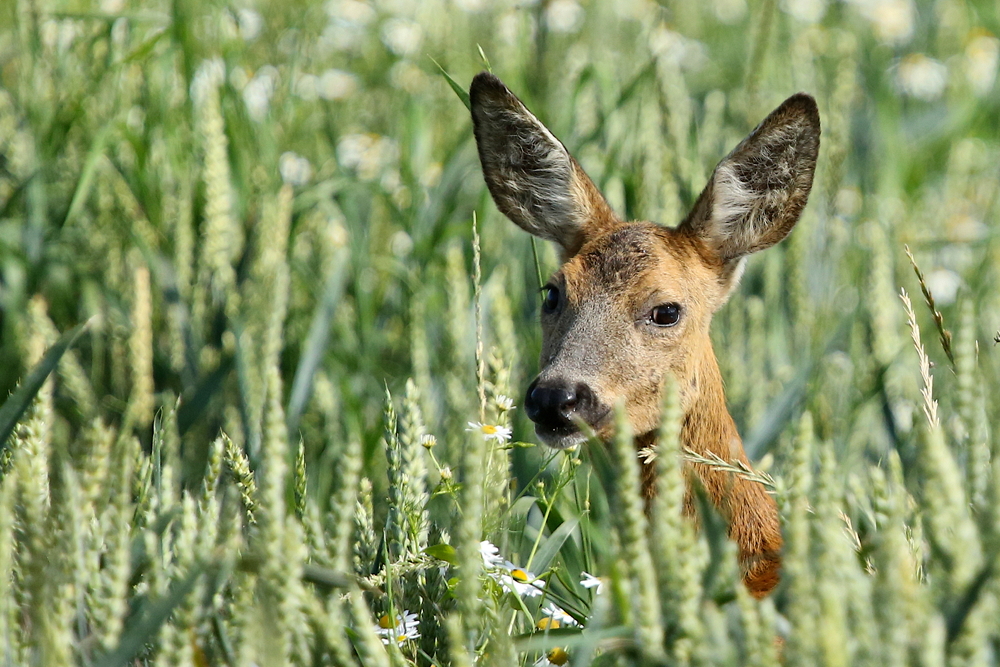 Reh im Feld