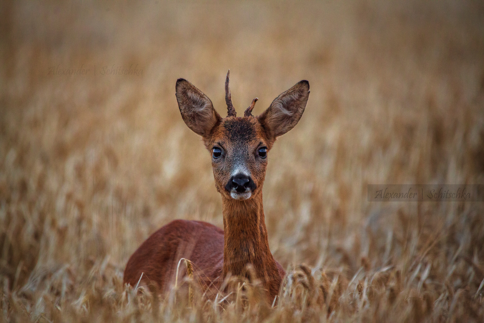 Reh im Feld