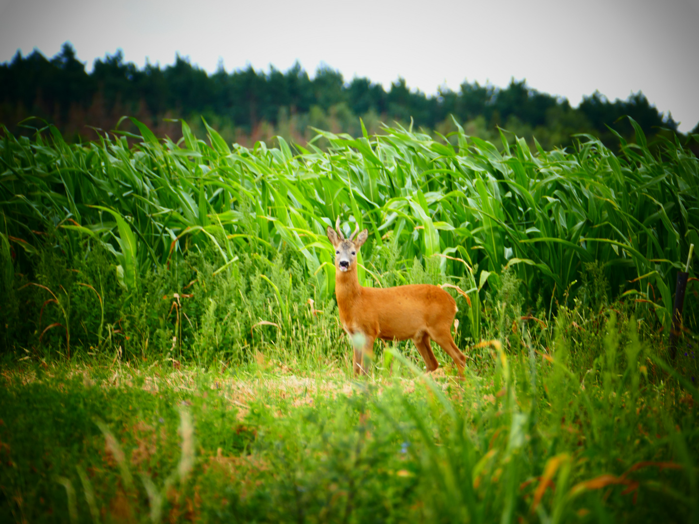 Reh im Feld