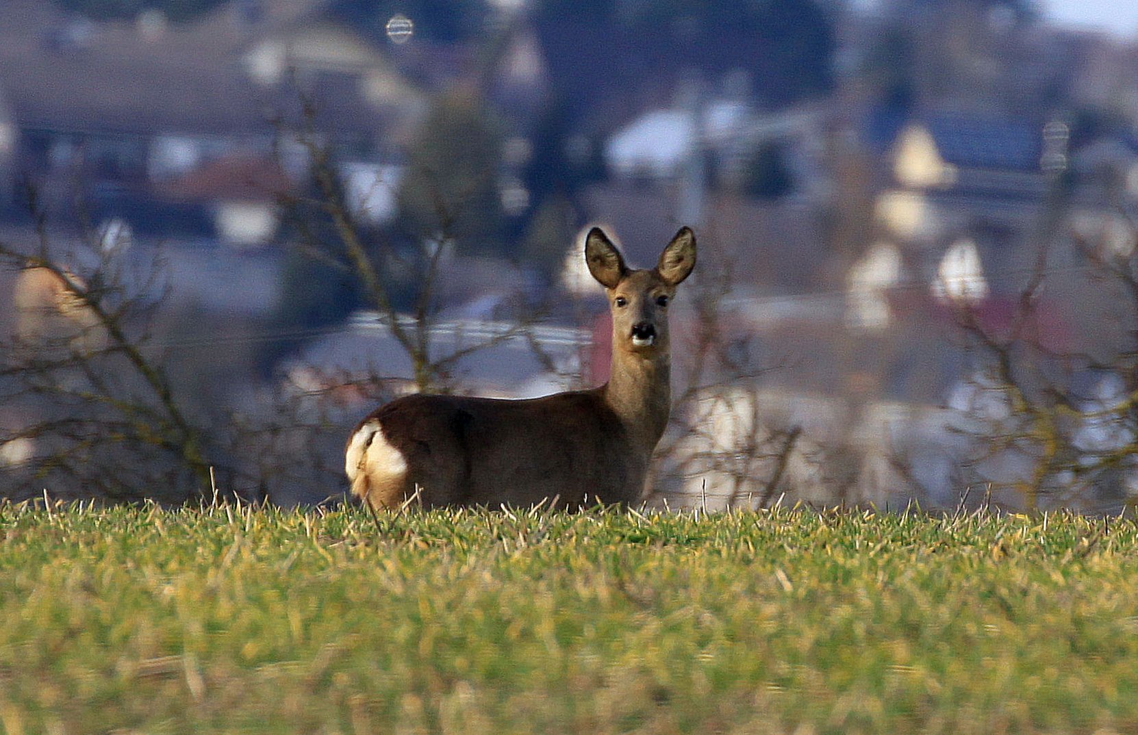 Reh im Frühjahr