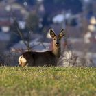 Reh im Frühjahr