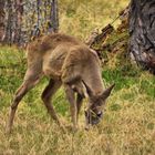 Reh im Frühling