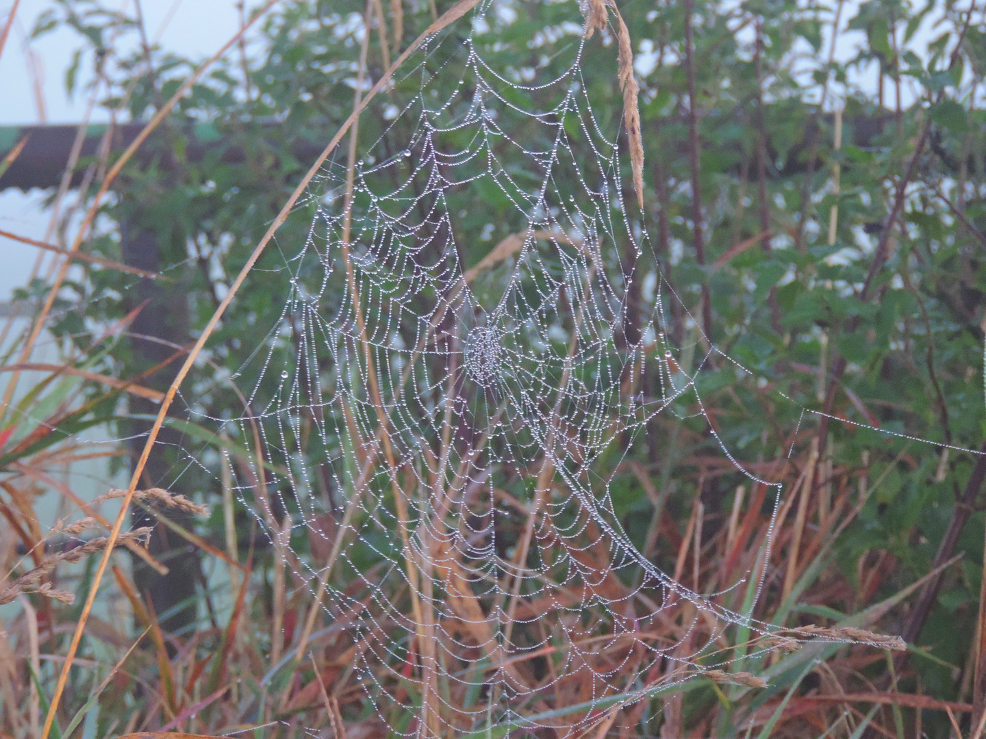 reh im frühnebel