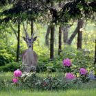 Reh im Garten