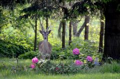 Reh im Garten