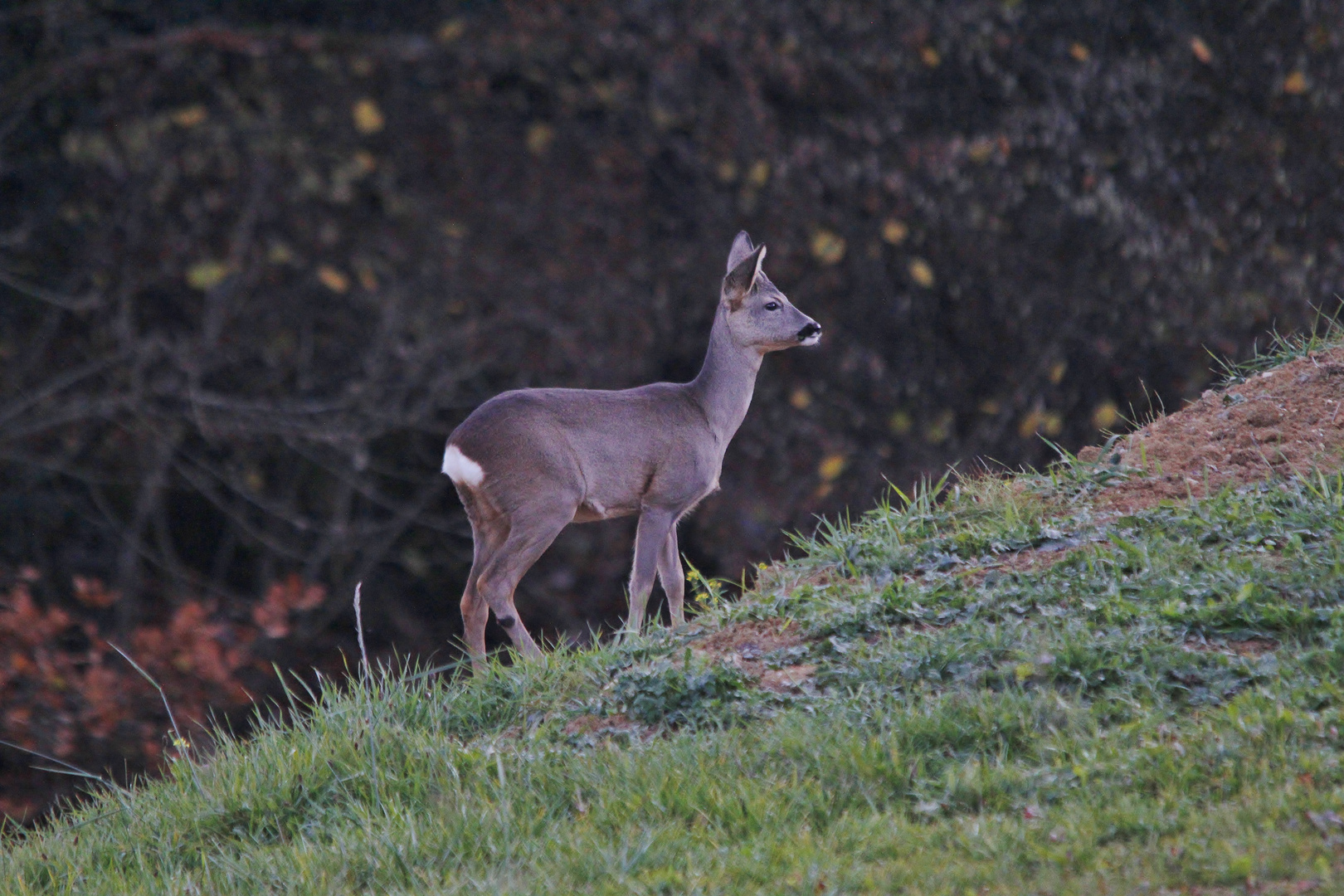 Reh im Garten. Foto & Bild andere, natur, tiere Bilder auf