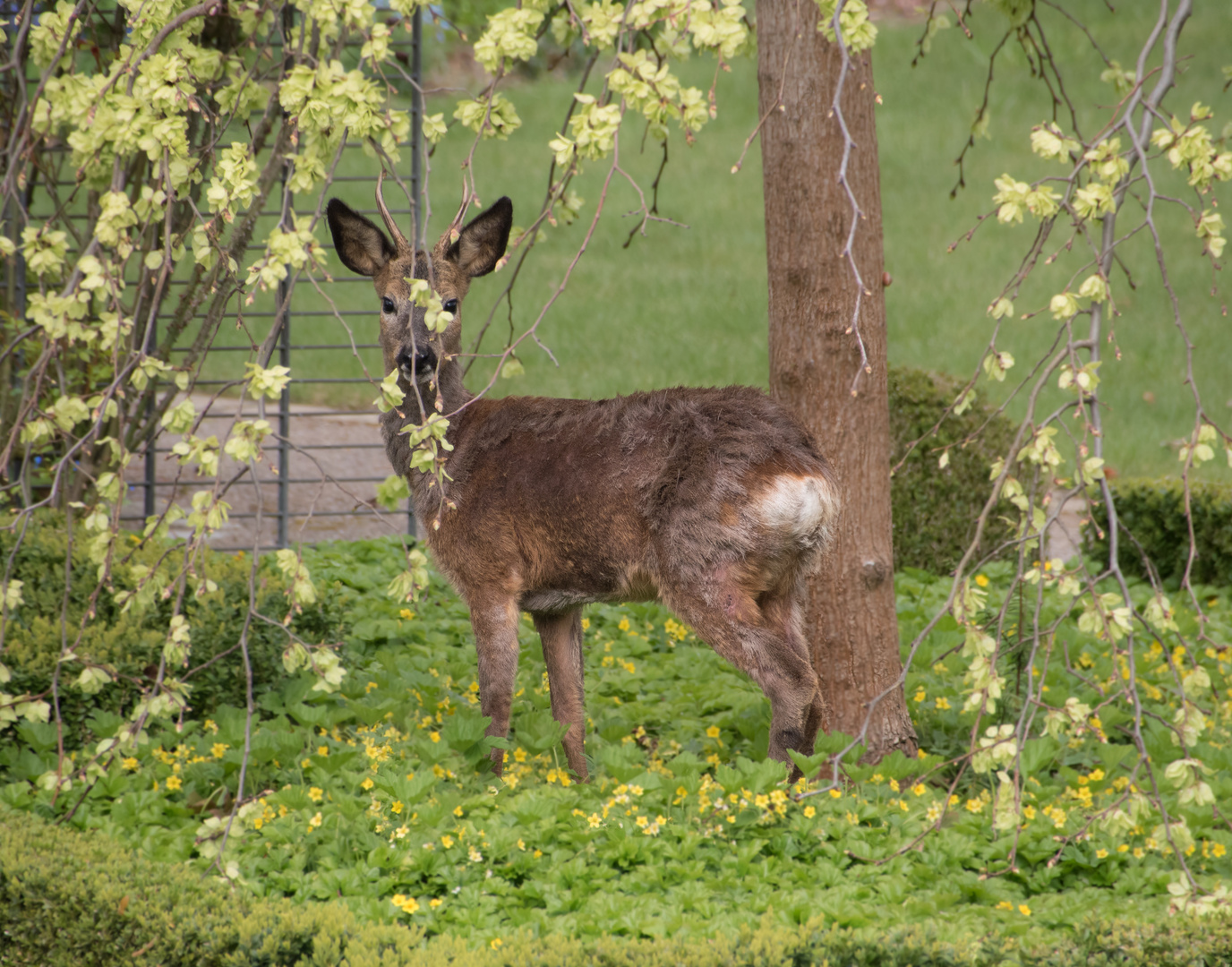 Reh im Garten