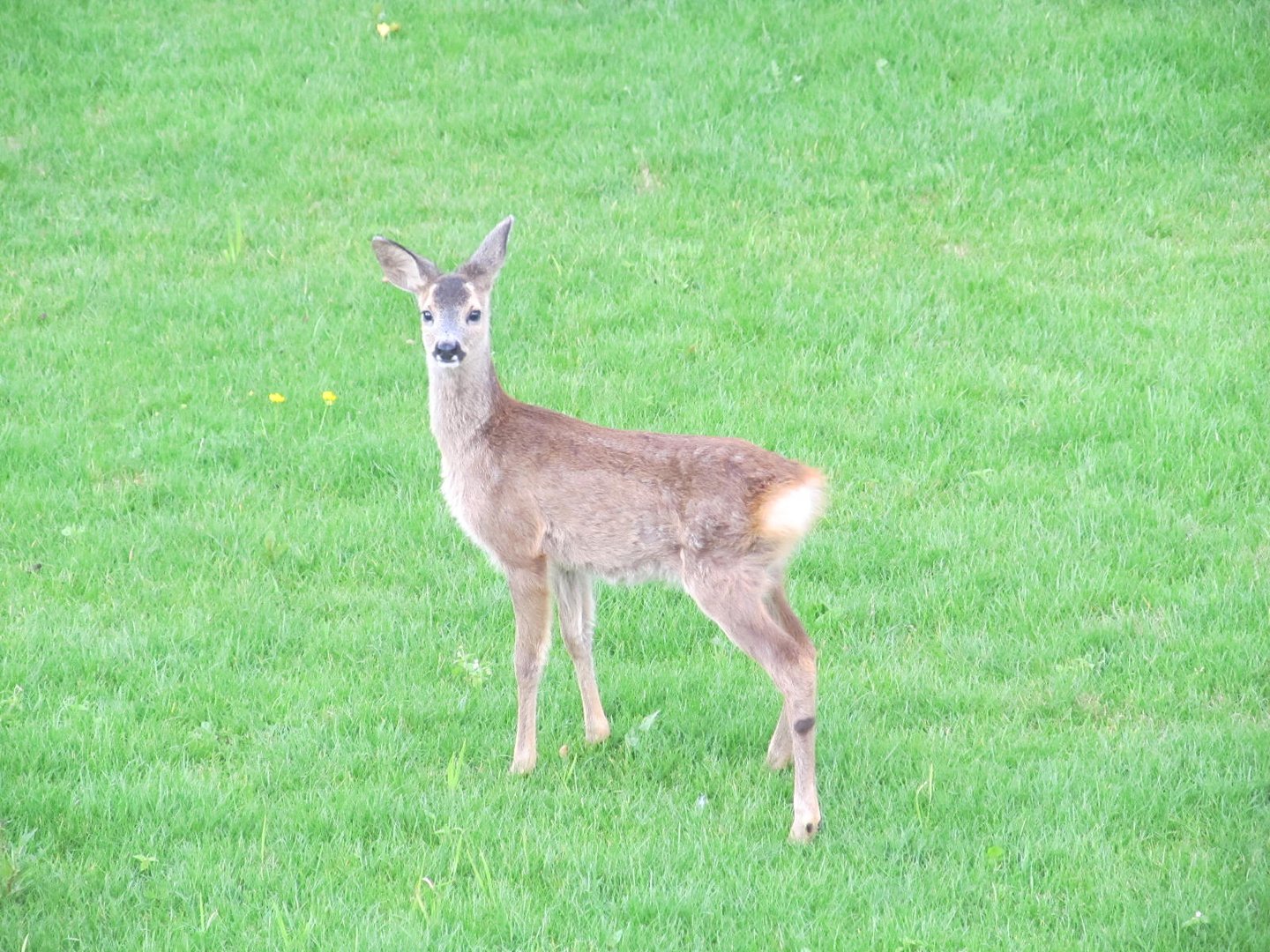 Reh im Garten