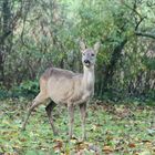 Reh im Garten