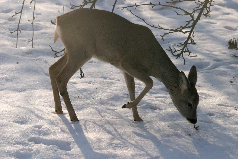 Reh im Garten