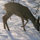 Reh im Garten