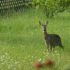 Reh im Garten