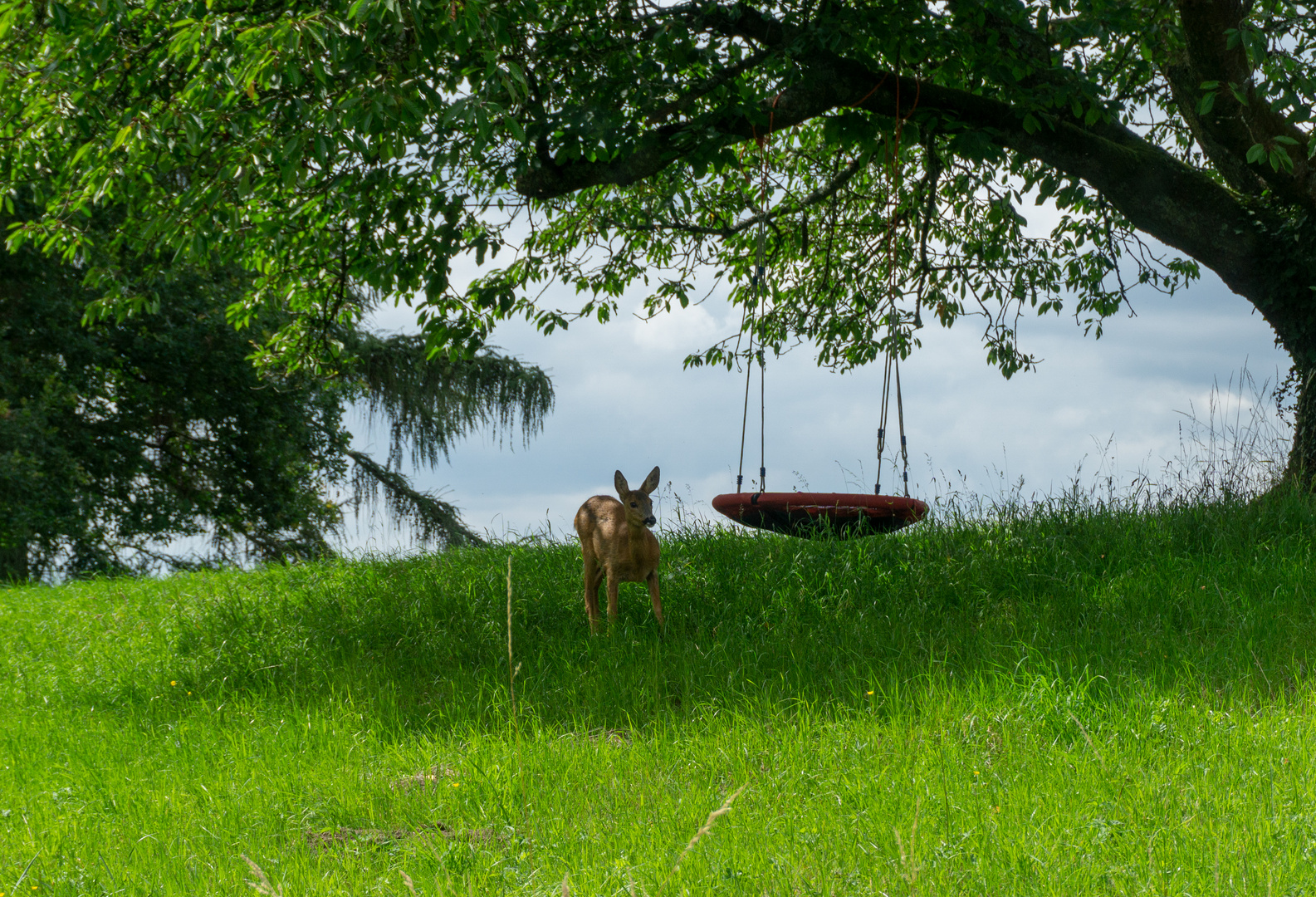 Reh im Garten :)