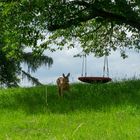 Reh im Garten :)