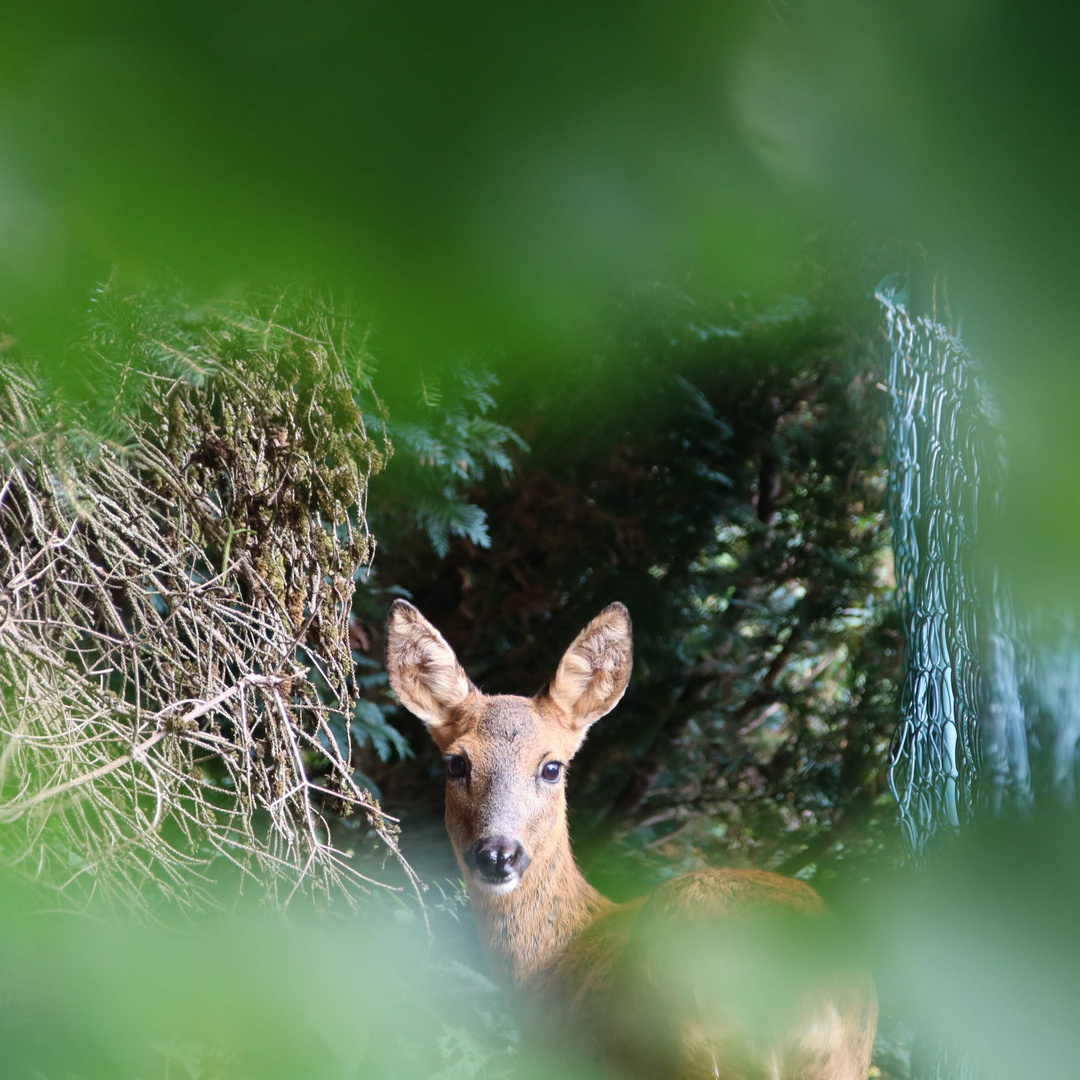 Reh im Garten