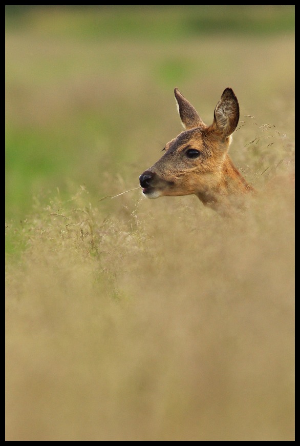 Reh im Gras