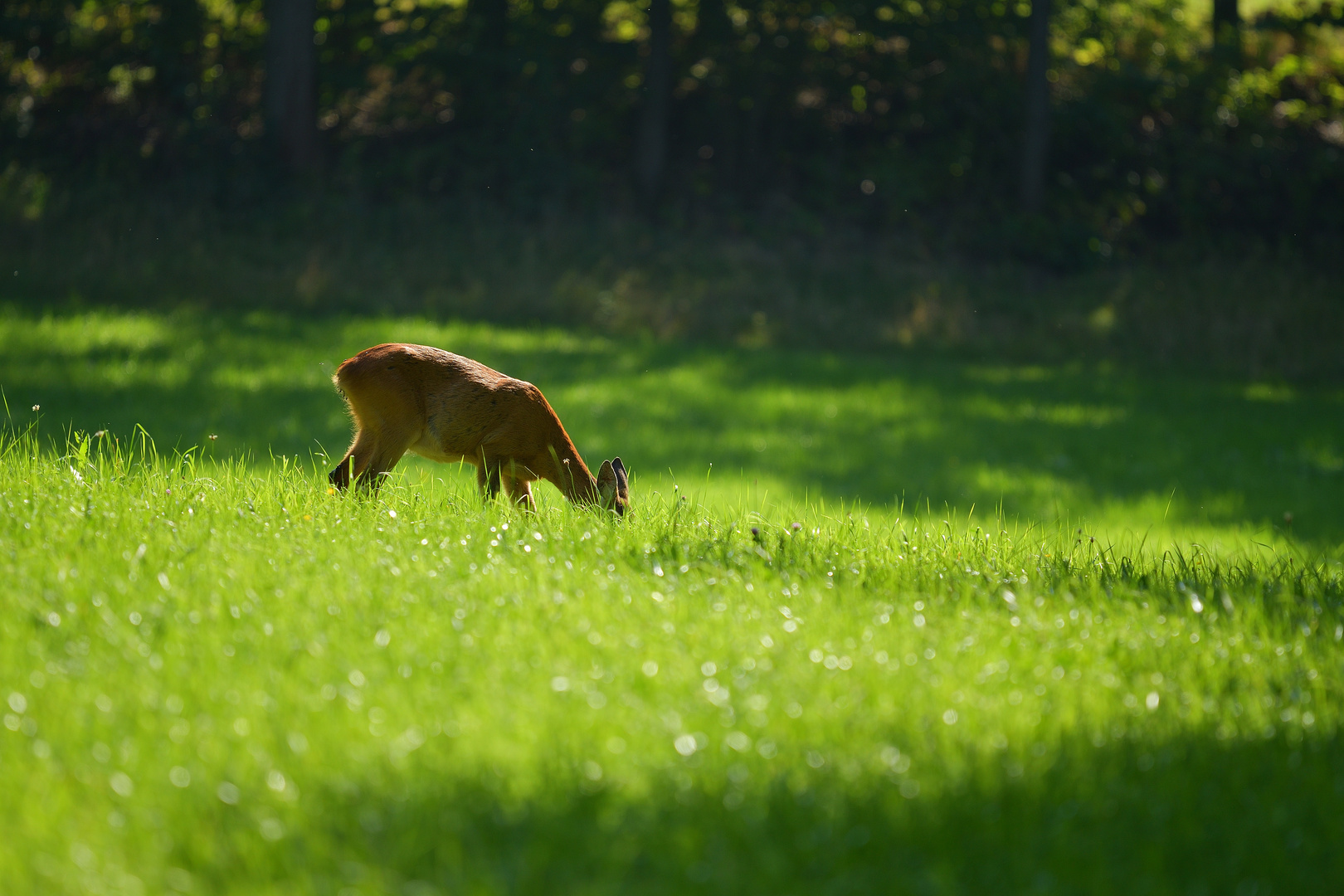 Reh im Gras 