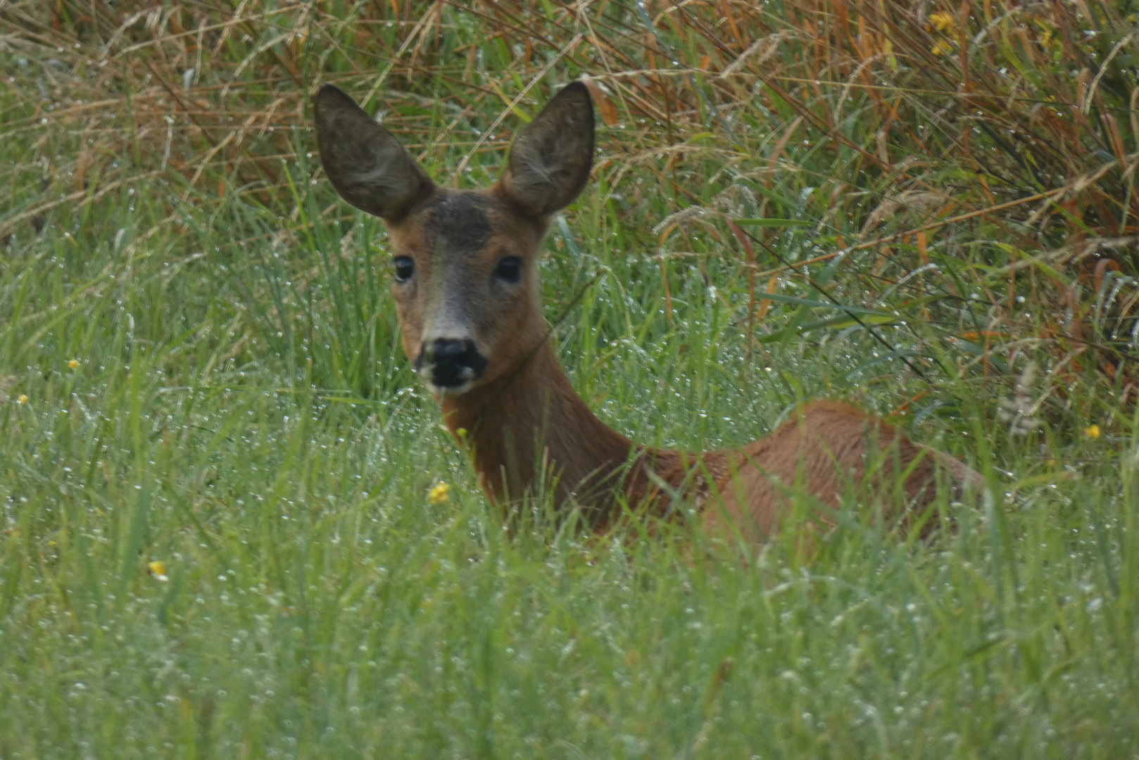 Reh im Gras in Hamm-Schmehausen