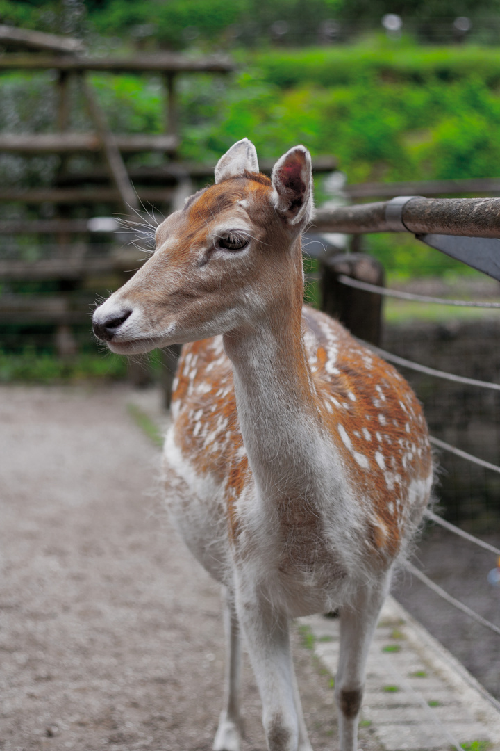 Reh im GrugaPark Essen