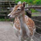 Reh im GrugaPark Essen