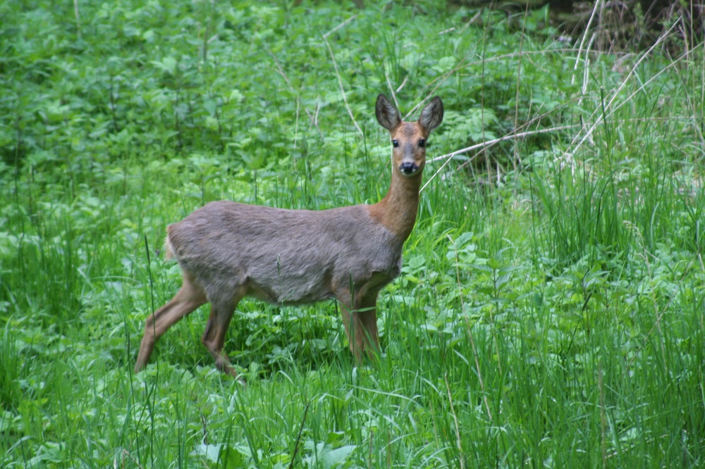 Reh im Haarwechsel