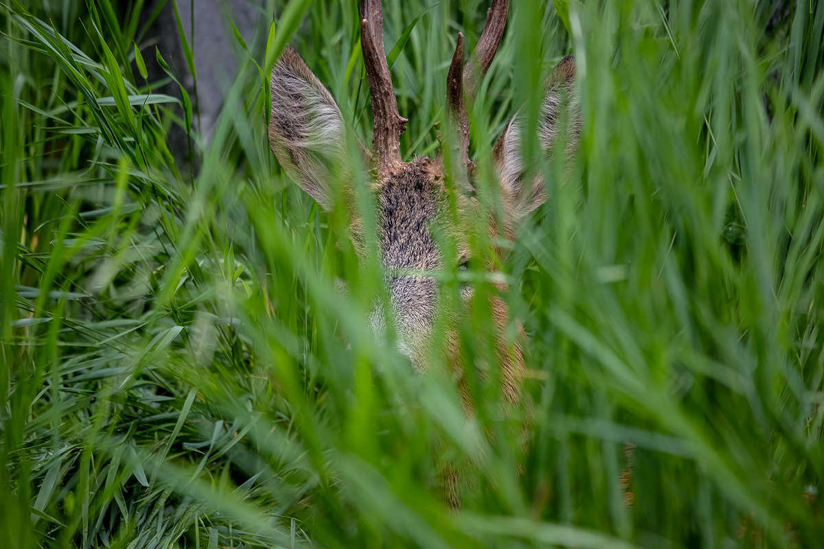 Reh im hohen Gras, gut versteckt!