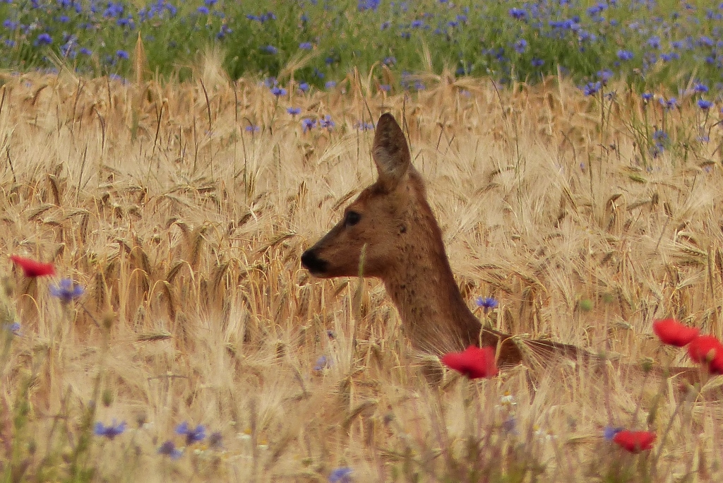 Reh im Kornfeld