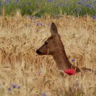 Reh im Kornfeld