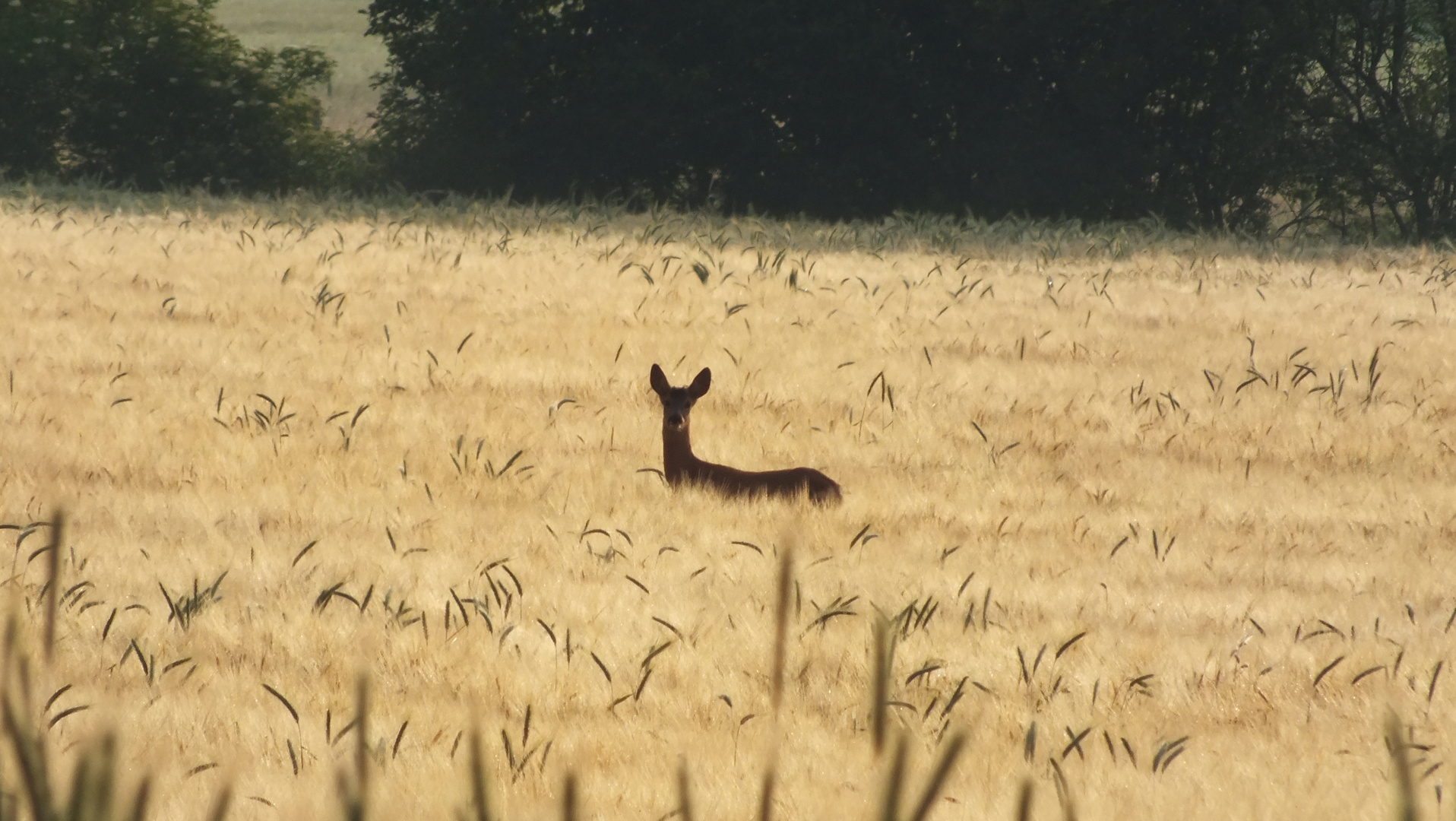 Reh im Kornfeld