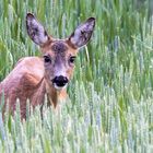 Reh im Kornfeld