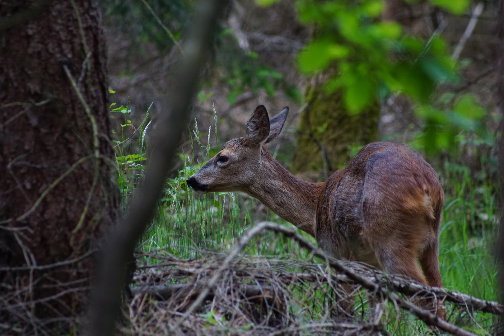 Reh im Lausitzer Wald 