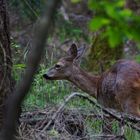 Reh im Lausitzer Wald 