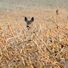 Reh im Maisfeld, bis hierher und nicht weiter