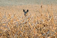 Reh im Maisfeld, bis hierher und nicht weiter