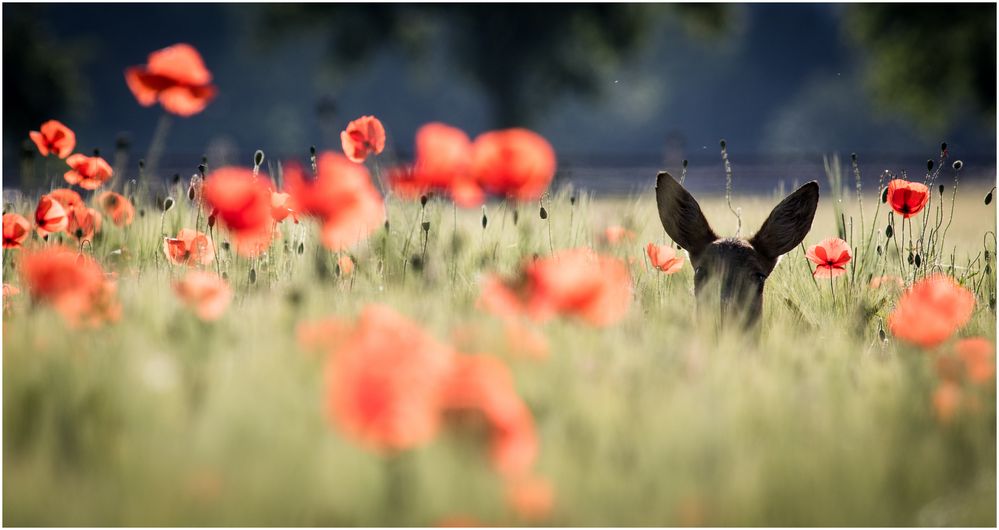 Reh im Mohn