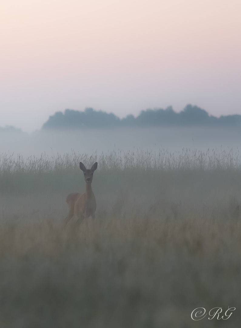 Reh im Morgengrauen