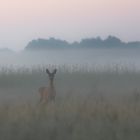 Reh im Morgengrauen