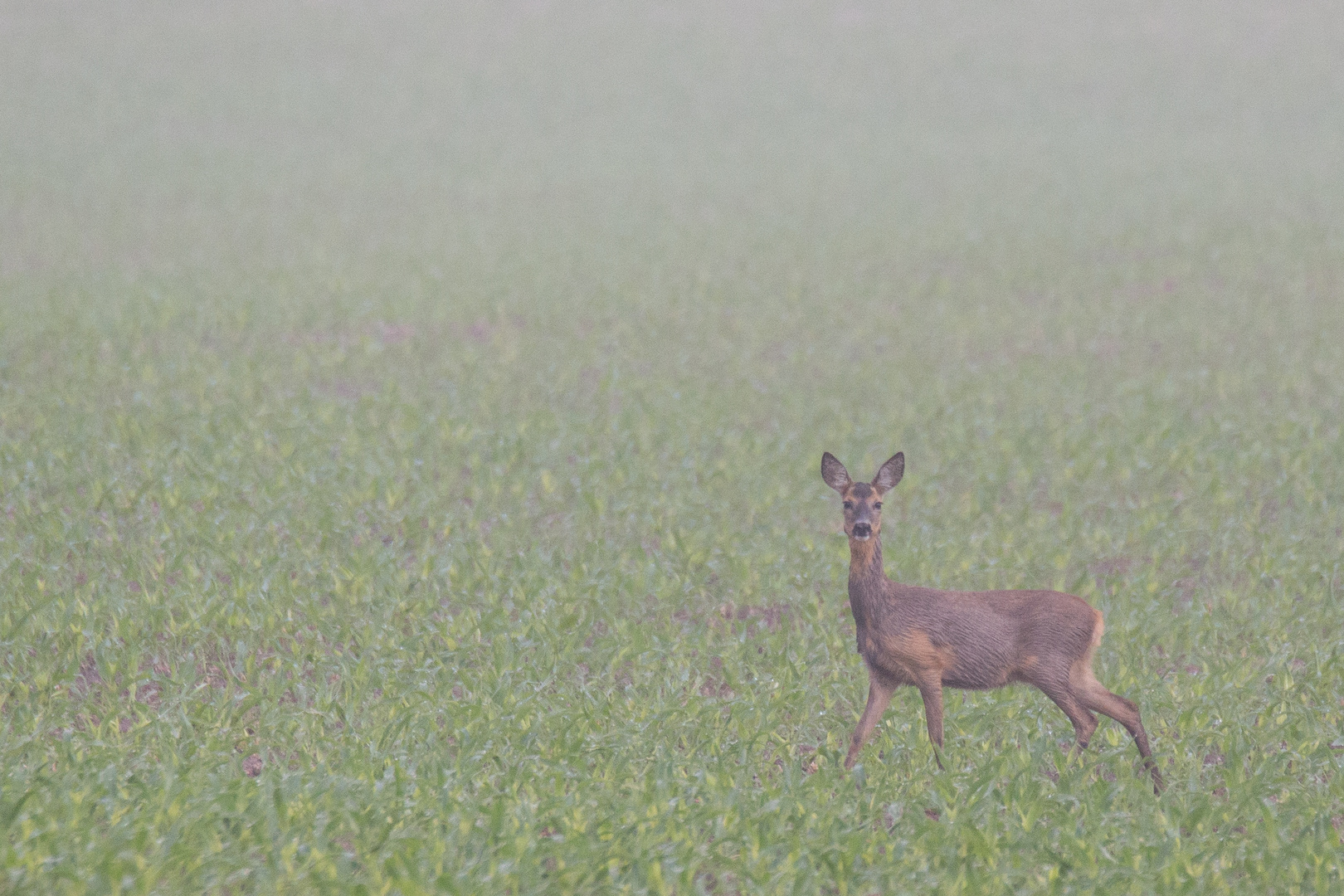 Reh im Morgennebel