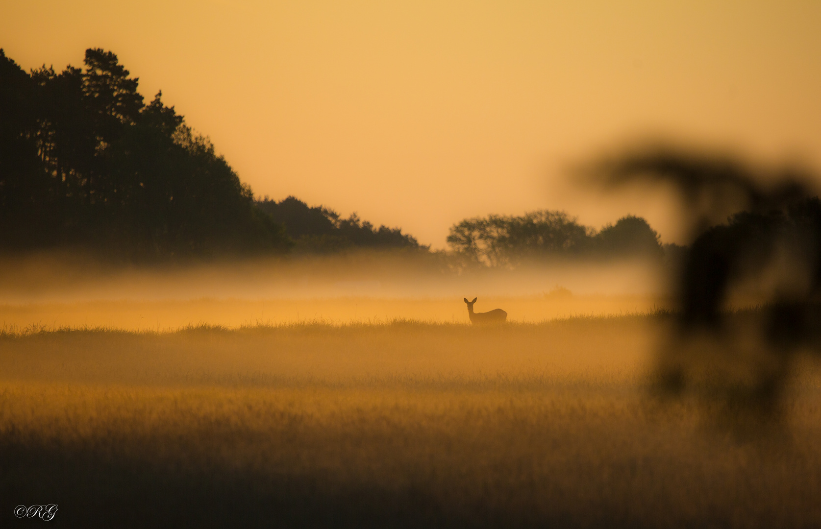 Reh im Nebel