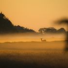 Reh im Nebel