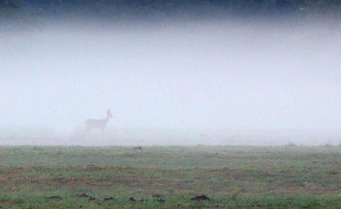 Reh im Nebel