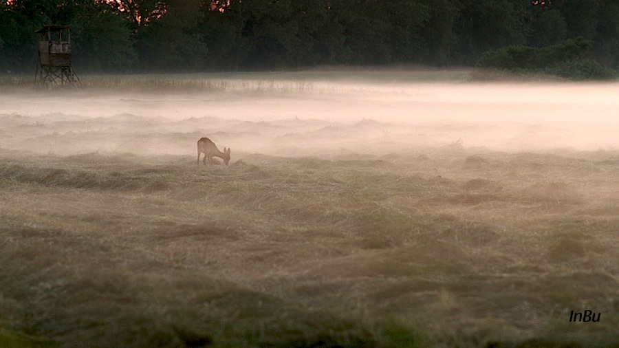 Reh im Nebel