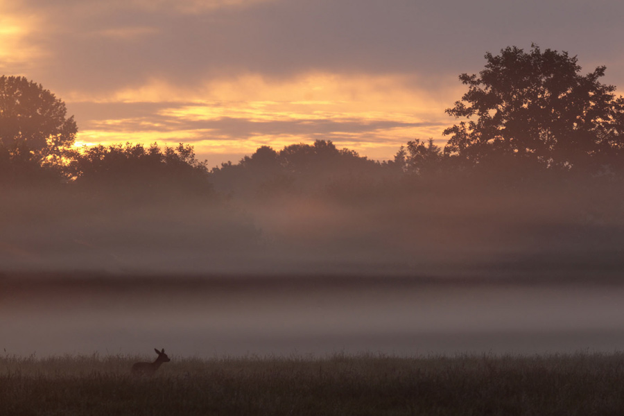 Reh im Nebel bei Sonnenaufgang