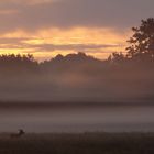 Reh im Nebel bei Sonnenaufgang