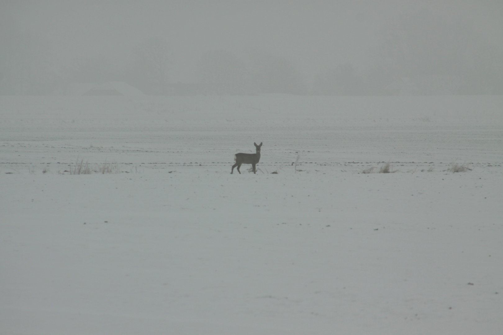 Reh im Nebel