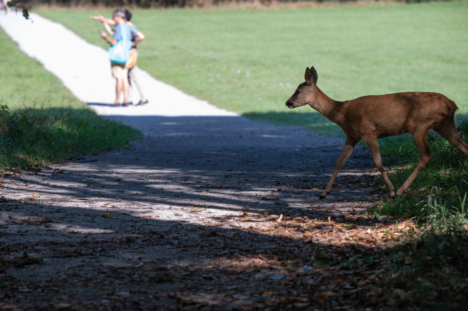 Reh im Nymphenburger Park