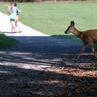 Reh im Nymphenburger Park