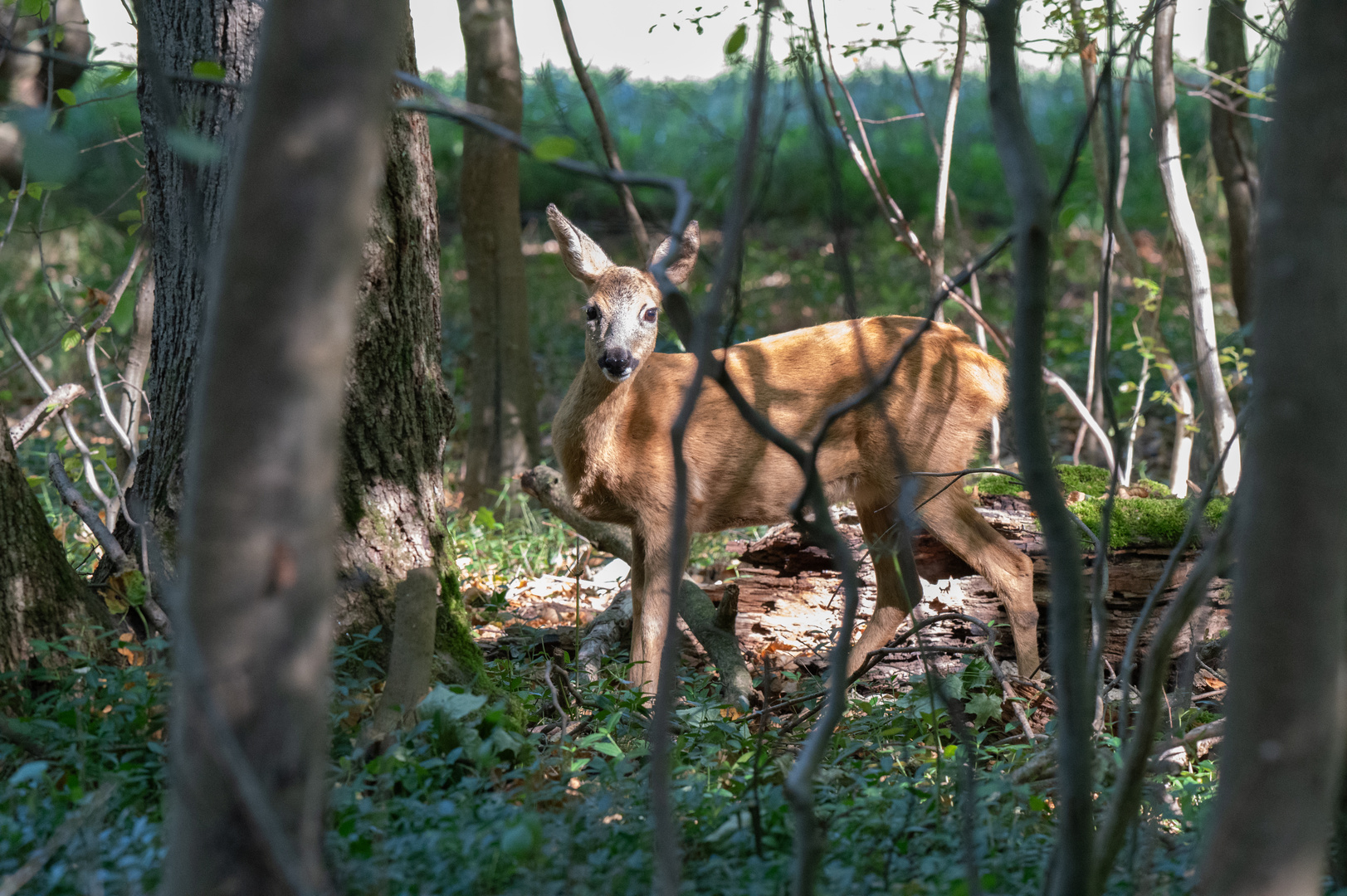 Reh im Nymphenburger Park