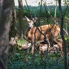 Reh im Nymphenburger Park